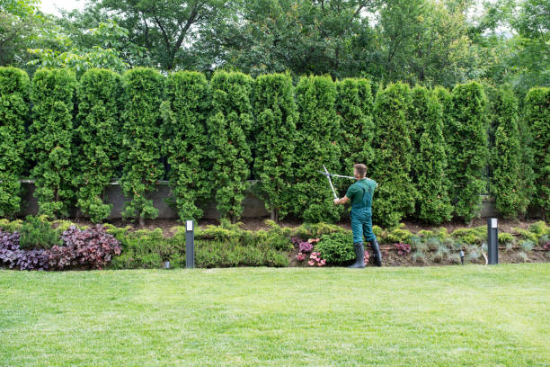  Manassas, VA Tree Removal and Landscaping Services Pros